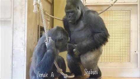 gorillas after copulation.